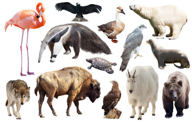 一组北美动物的动物群。图片下载