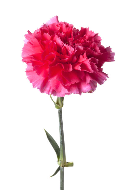 粉红色的康乃馨图片下载