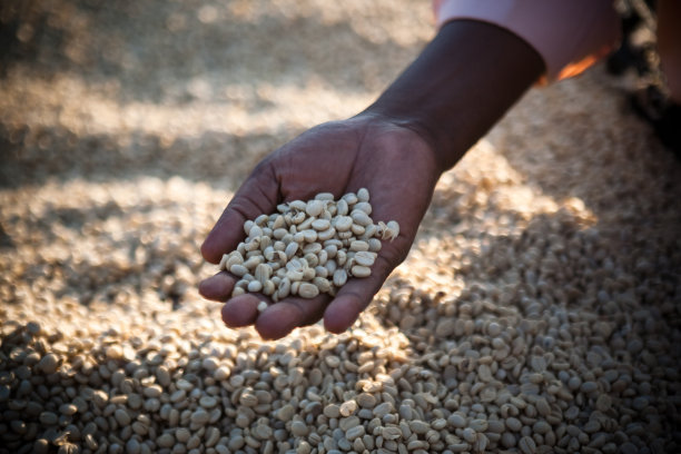 黑手拿着咖啡豆图片下载