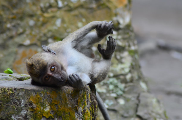 猴子在行动图片下载