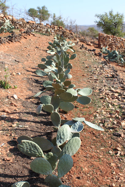 仙人掌花园图片下载