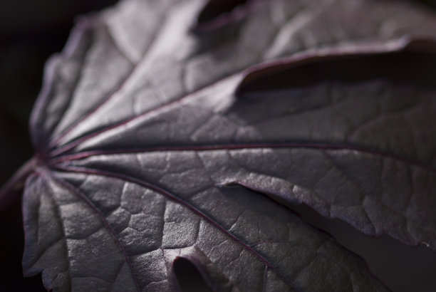 暗红色叶片细节图片下载