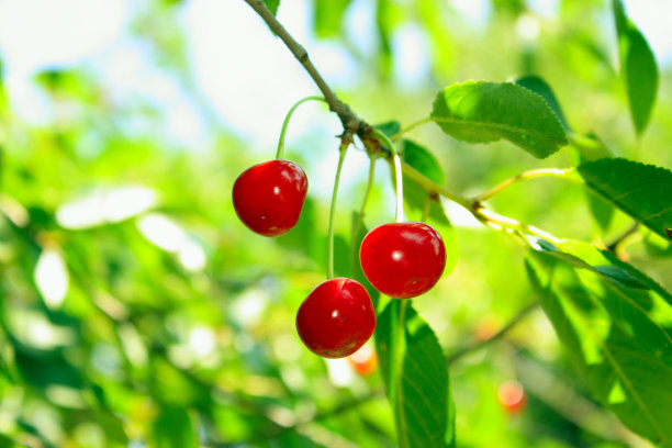 樱桃在分支图片下载