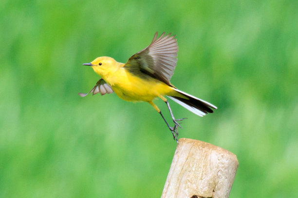 黄色鹡鸰图片下载