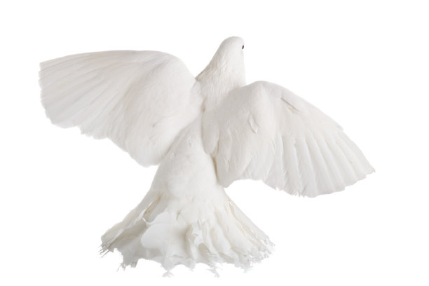 在哪里图片下载