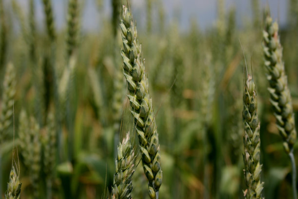 小麦穗和麦田背景图片下载