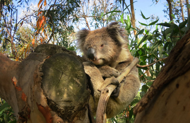在澳大利亚维多利亚的森林里，一只野生考拉熊趴在一棵树上的树枝上图片下载