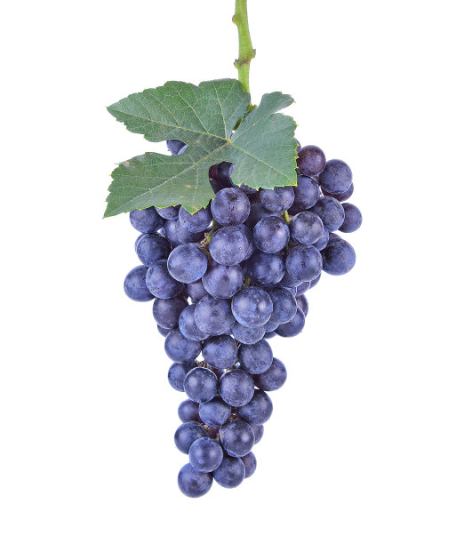 蓝色葡萄干束孤立在白色背景图片下载