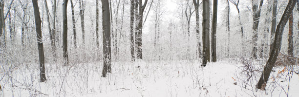 冬季森林图片下载