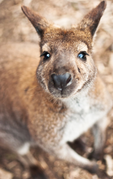 近距离观察澳大利亚袋鼠图片下载
