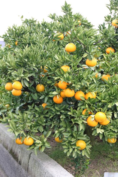 Iyo柑橘图片下载