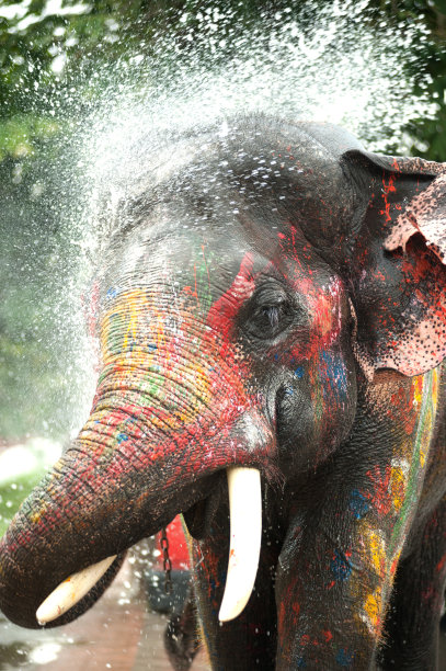 小象在玩水。图片下载