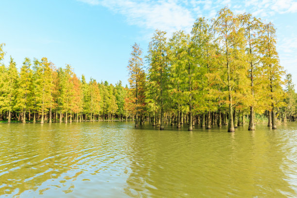 秋色水杉林景色图片下载