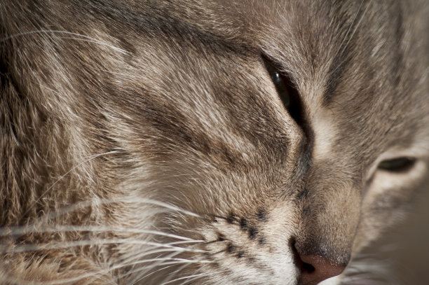 猫的肖像图片下载