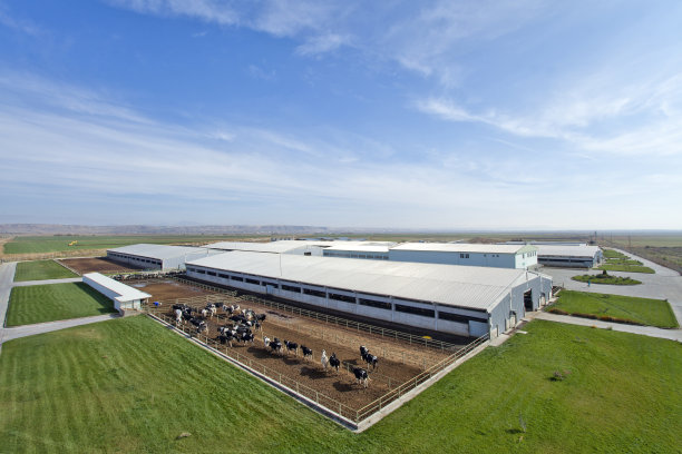 家畜(牛)图片下载