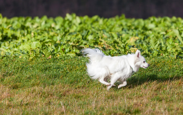 白色博美犬奔跑图片下载