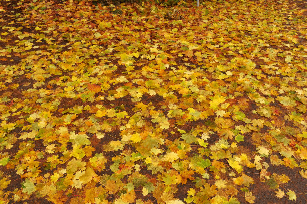 丰富多彩的秋叶图片下载