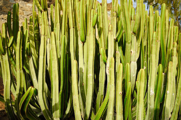 绿色的仙人掌在日落的金丝雀- Cereus图片下载