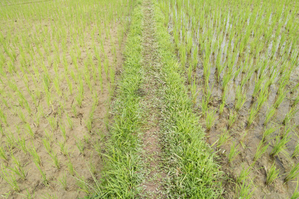 老挝万荣的稻田图片下载