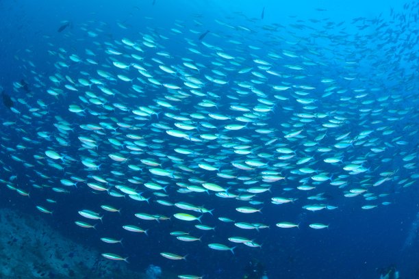 shootingstar海图片下载