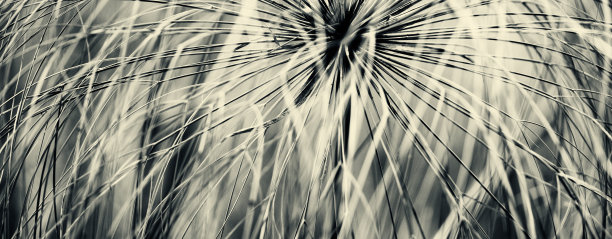 纸莎草纸图片下载