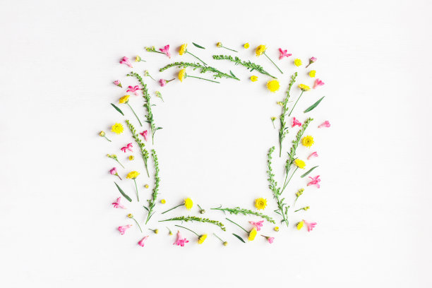 框架由黄色和粉红色的花在白色的背景图片下载