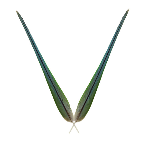 白色背景上五颜六色的羽毛图片下载