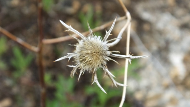 自然与植物图片下载