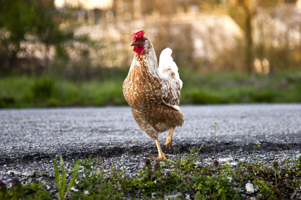 鸡图片下载