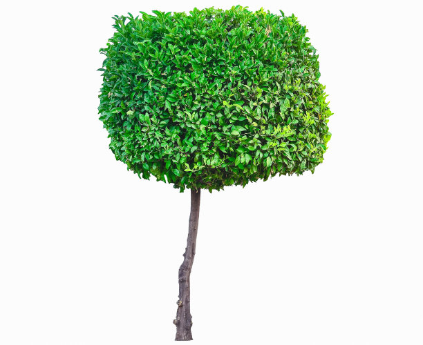 绿色的树图片下载