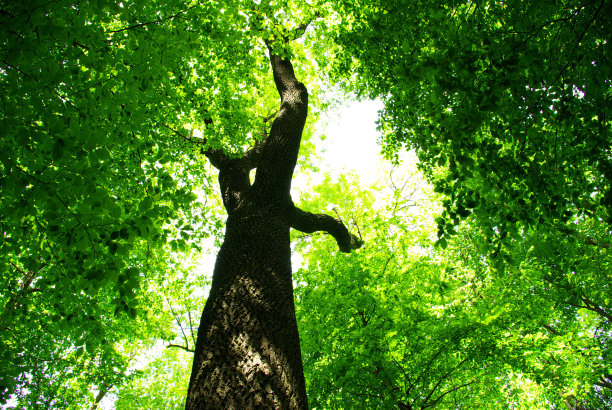 绿色的树叶图片下载