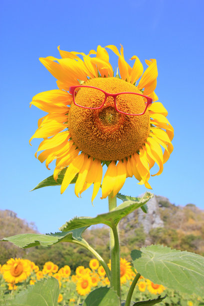 向日葵戴着红色的眼镜图片下载
