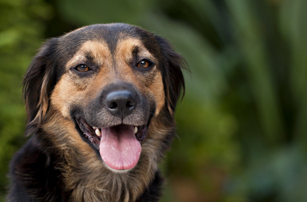 一只黑狗的画像图片下载