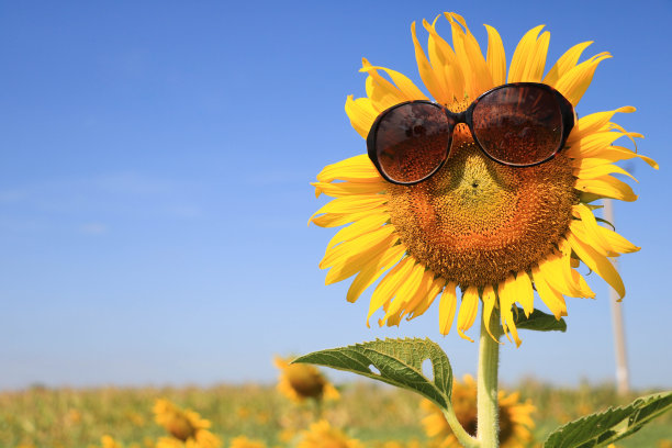 向日葵戴着墨镜图片下载