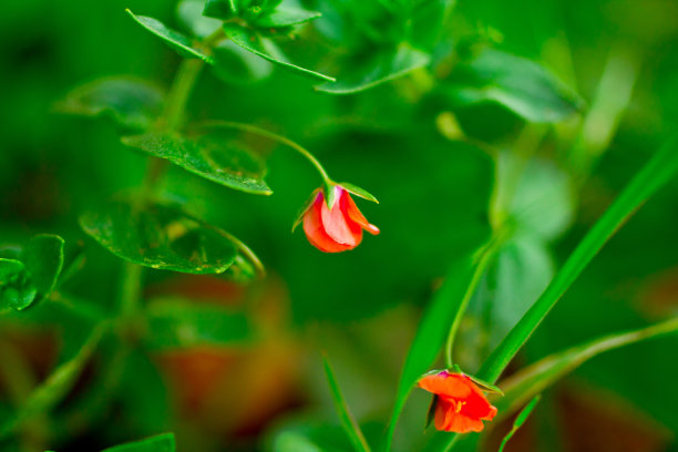 花园里的小红花图片下载