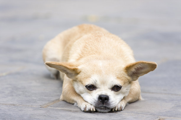 可爱的小狗图片下载