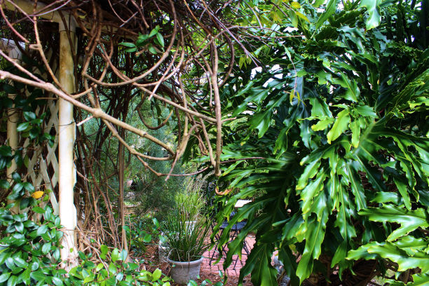 郁郁葱葱的花园丛林图片下载