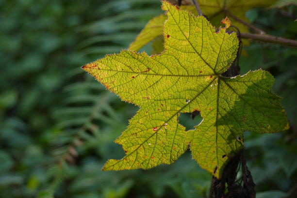 叶子在福勒斯特图片下载