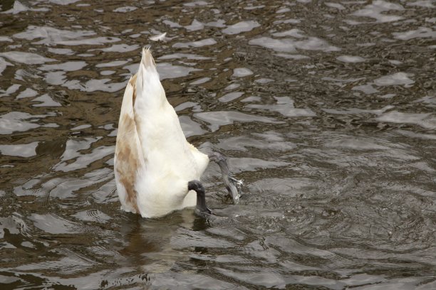 天鹅潜水想吃东西图片下载