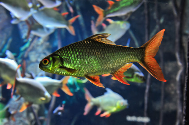 绿金鱼图片下载