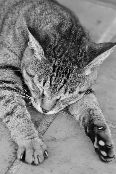 可爱的猫睡觉图片下载