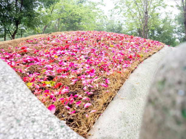 玫瑰洒在坟墓上图片下载