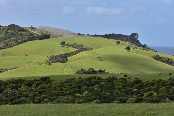 新西兰的农田图片下载
