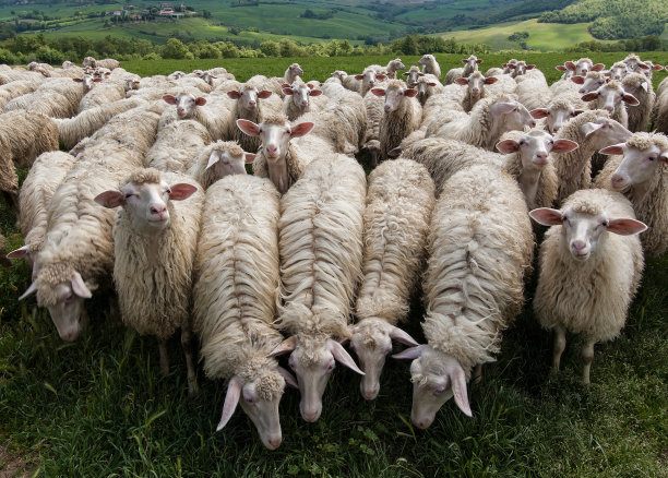 羊在托斯卡纳图片下载