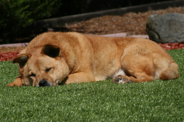 在草坪上睡觉的棕色混血狗图片下载