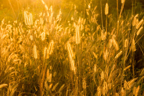 背光下的狐尾草在阳光下，特写选择焦点图片下载