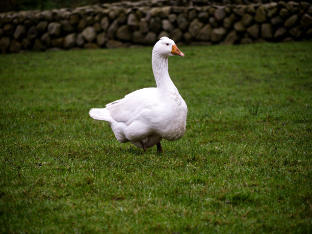 爱尔兰野鹅图片下载