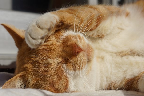 睡觉的猫图片下载