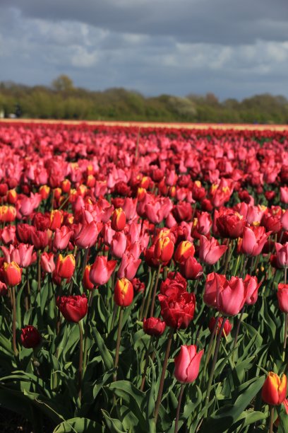 田野里的红色和粉色郁金香图片下载