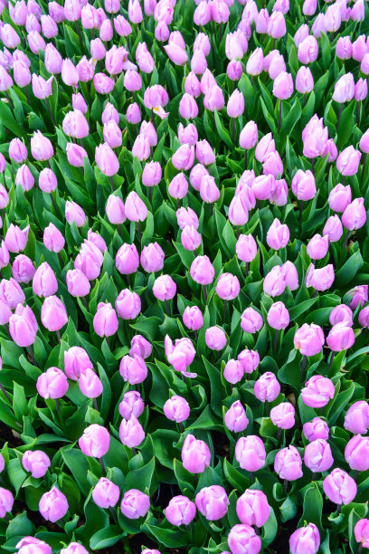 浅紫色郁金香图案背景图片下载